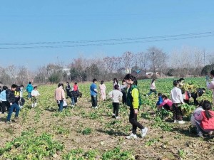 旅行者和丽莎拔萝卜：在游戏中体验田园生活