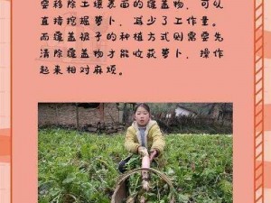 拔萝卜全程不盖被子拔萝卜，新鲜爽脆营养丰富，老人小孩都爱吃