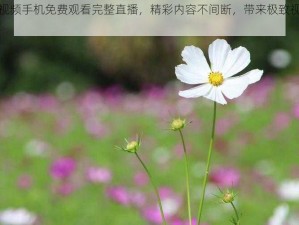 野花视频手机免费观看完整直播，精彩内容不间断，带来极致视觉体验