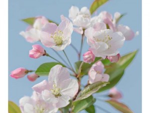 娇滴之花：生活中的柔情与力量展现