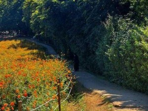 野花高清完整在线观看免费，精彩内容等你来看