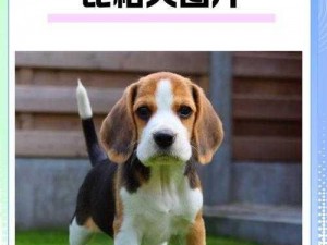 小猎兔犬：探寻它的独特魅力与卓越性能，掌握关于这种犬种的全面信息