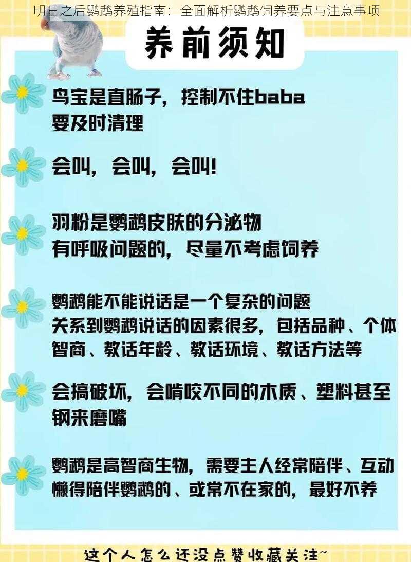 明日之后鹦鹉养殖指南：全面解析鹦鹉饲养要点与注意事项