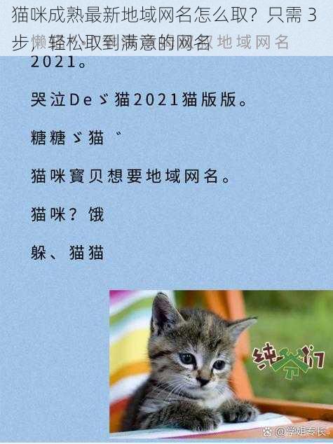 猫咪成熟最新地域网名怎么取？只需 3 步，轻松取到满意的网名