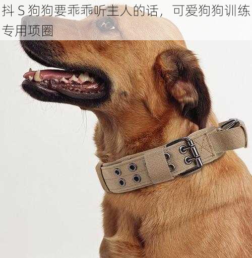 抖 S 狗狗要乖乖听主人的话，可爱狗狗训练专用项圈