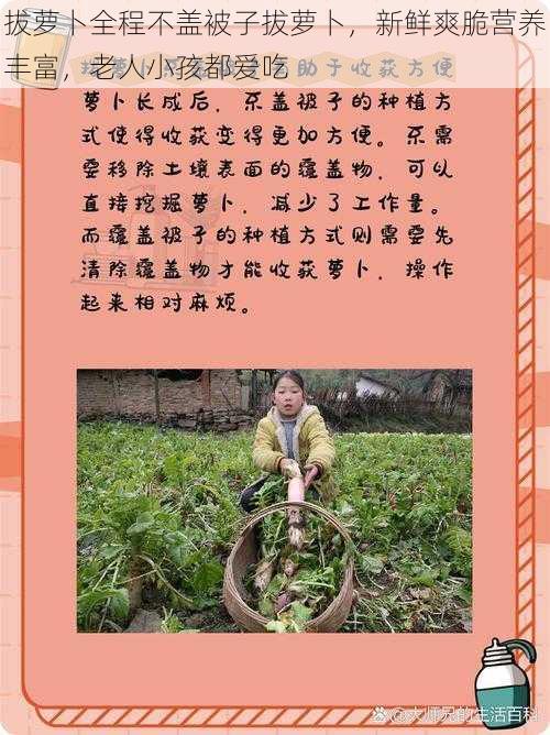 拔萝卜全程不盖被子拔萝卜，新鲜爽脆营养丰富，老人小孩都爱吃