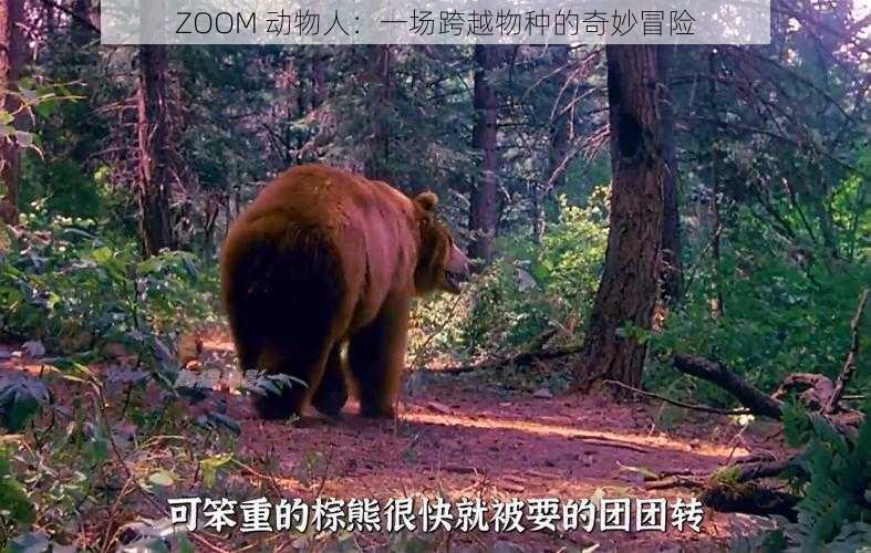 ZOOM 动物人：一场跨越物种的奇妙冒险