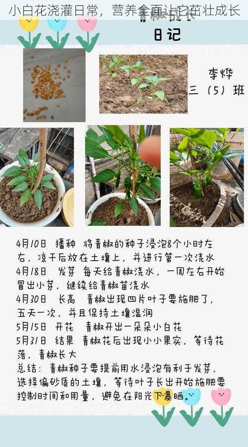 小白花浇灌日常，营养全面让它茁壮成长