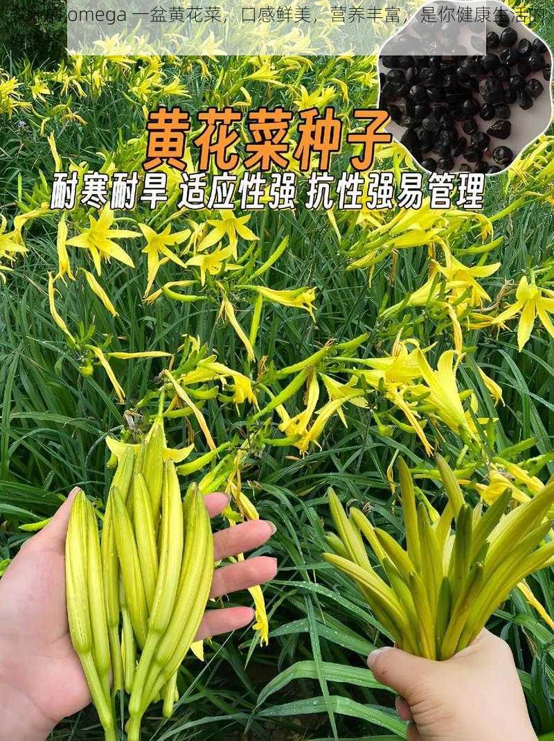 多汁的 omega 一盆黄花菜，口感鲜美，营养丰富，是你健康生活的好选择