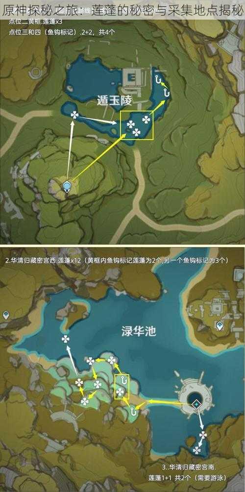 原神探秘之旅：莲蓬的秘密与采集地点揭秘